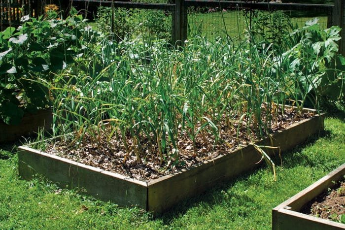 10 Genius Garlic Garden Solutions That Will Save You Time and Money - 2. Raised Garden Beds for Better Drainage