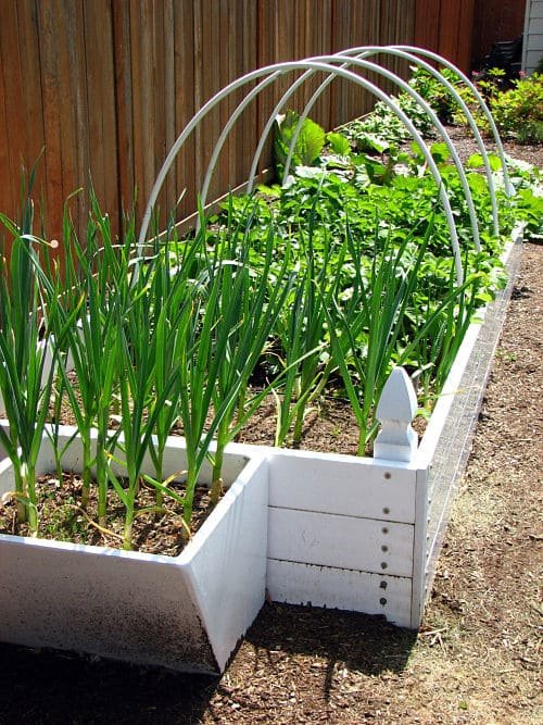 10 Genius Garlic Garden Solutions That Will Save You Time and Money - 3. Companion Planting