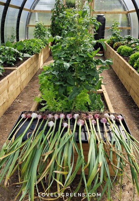 10 Genius Garlic Garden Solutions That Will Save You Time and Money - 4. Greenhouse Growing