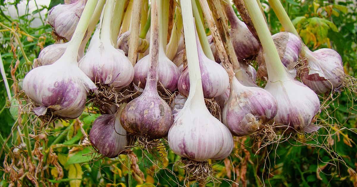 10 Genius Garlic Garden Solutions That Will Save You Time and Money - 7. Container Gardening for Garlic