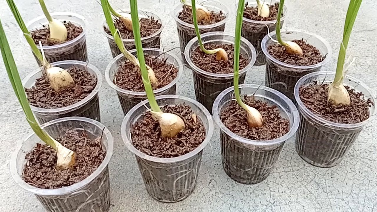 10 Genius Garlic Garden Solutions That Will Save You Time and Money - 8. Utilizing Vertical Space