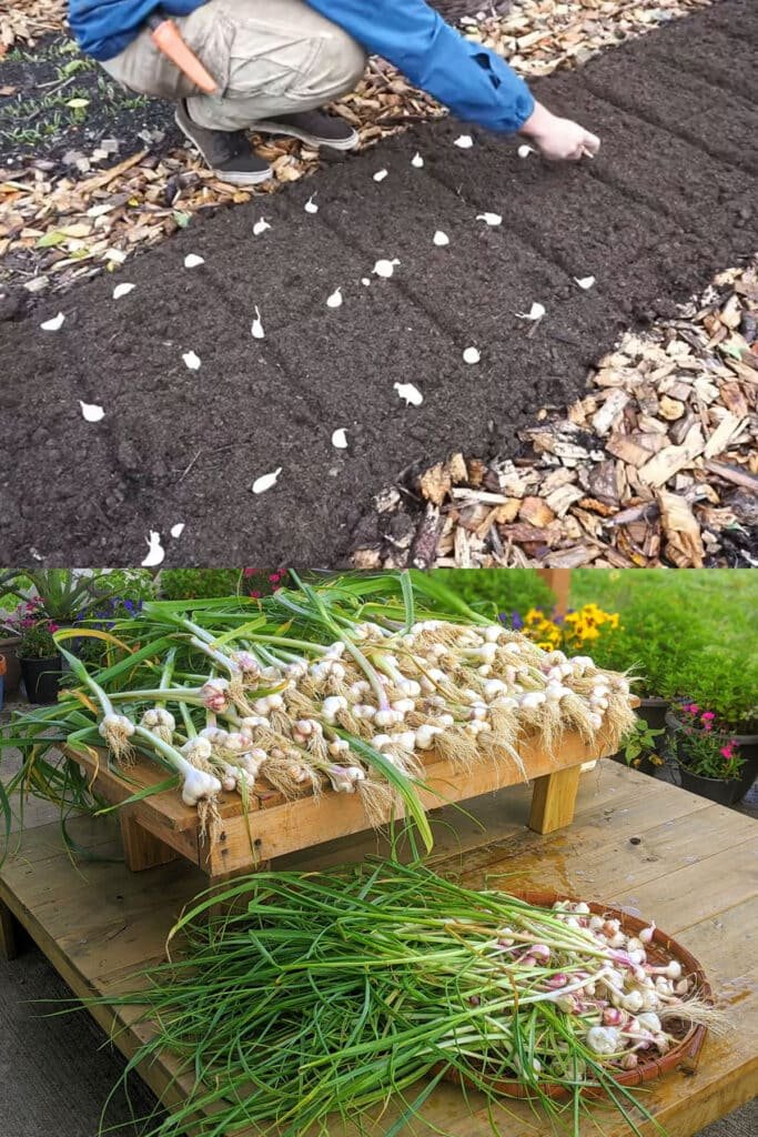 10 Genius Garlic Garden Solutions That Will Save You Time and Money - 9. Timing and Planning for Success