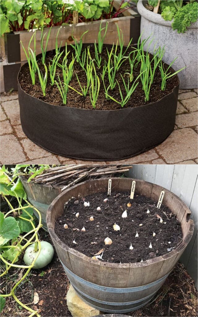 10 Genius Garlic Garden Solutions That Will Save You Time and Money - Conclusion