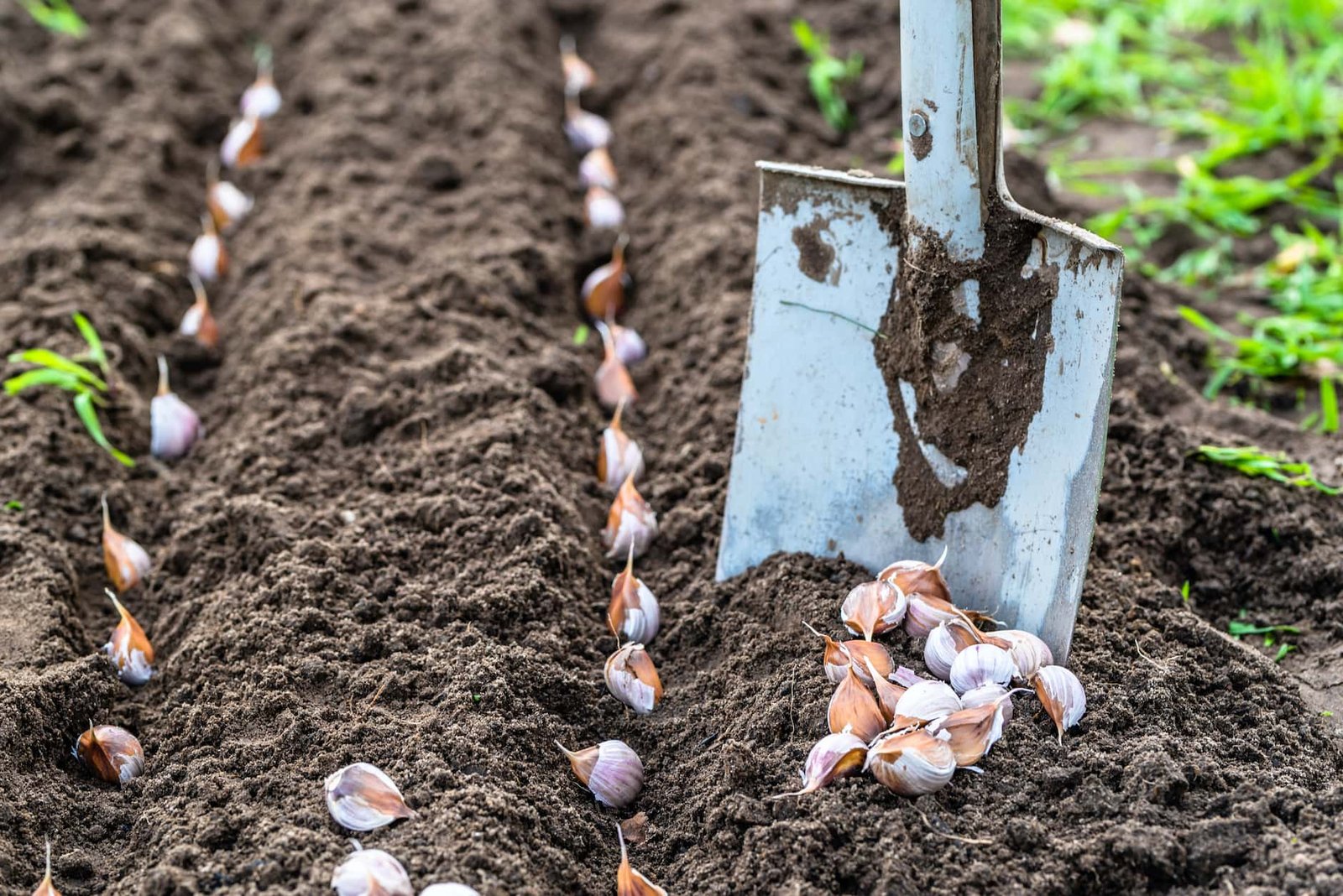 10 Genius Garlic Garden Solutions That Will Save You Time and Money