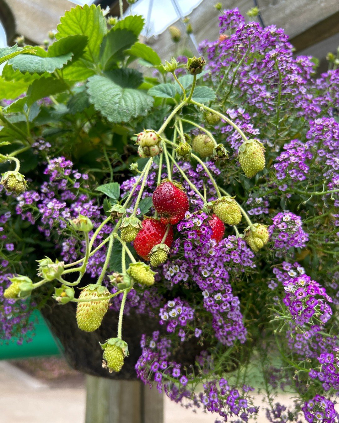 14 Tips for Planting Sustainably in May: Veggies, Plants & Flowers - 6. Incorporating Edible Flowers