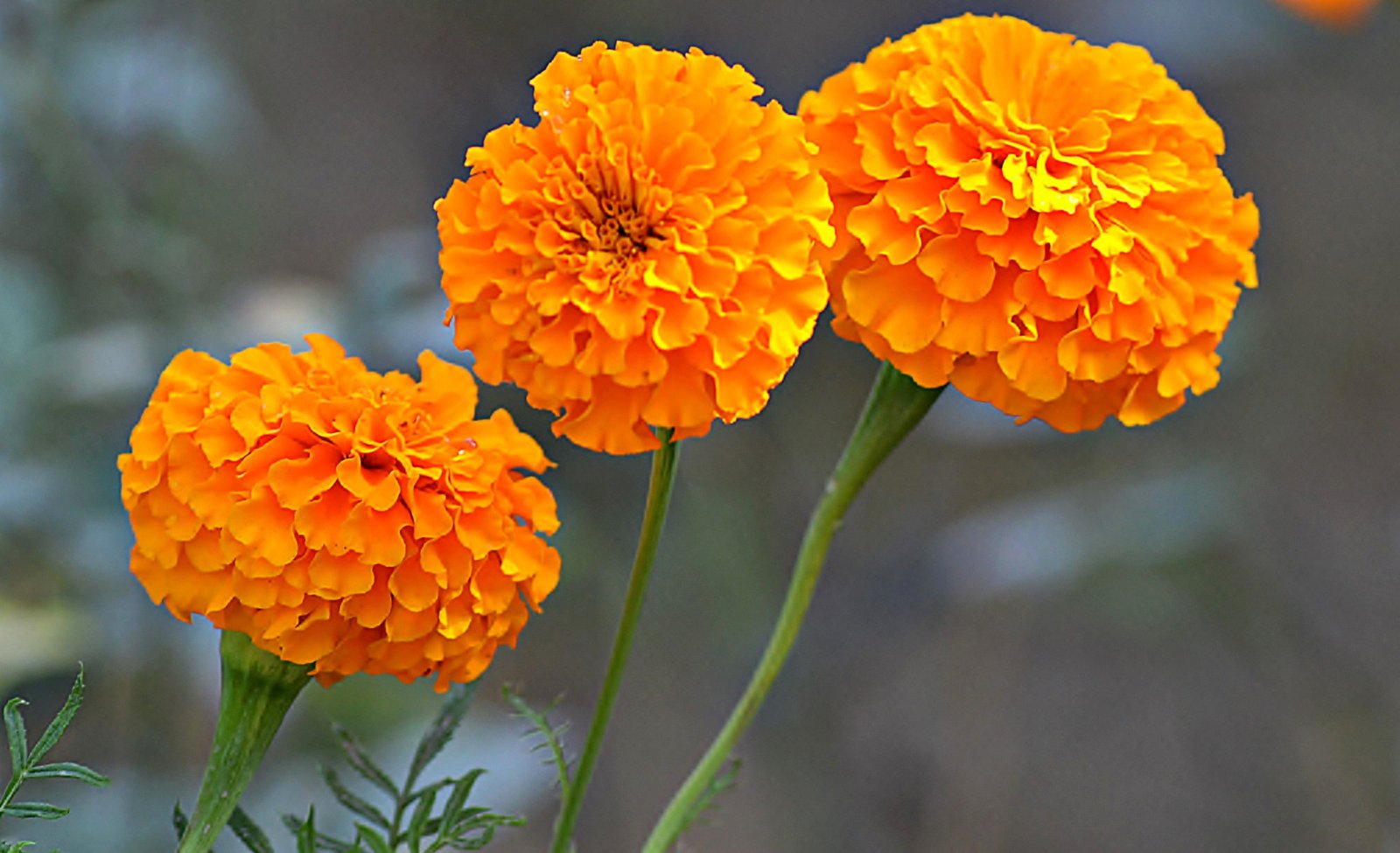 14 Tips for Planting Sustainably in May: Veggies, Plants & Flowers - 8. The Benefits of Native Plants