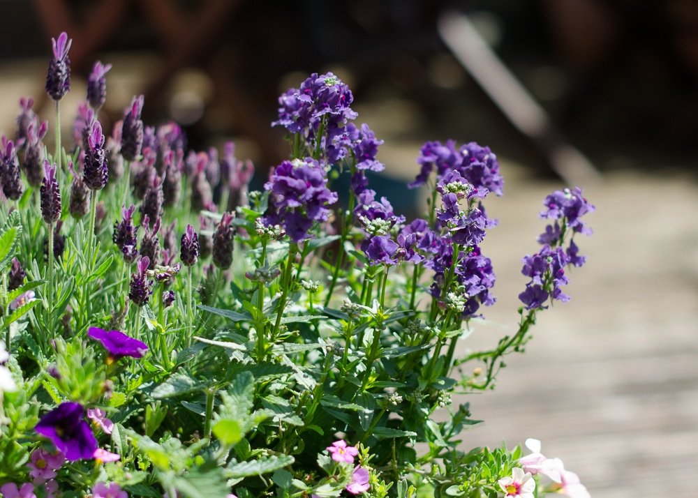 14 Tips for Planting Sustainably in May: Veggies, Plants & Flowers - 9. Seasonal Planting for Sustainability