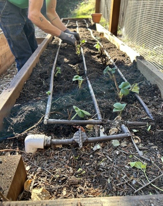 15 Genius Strawberry Hacks You’ll Wish You Knew Sooner - 2. Efficient Drip Irrigation