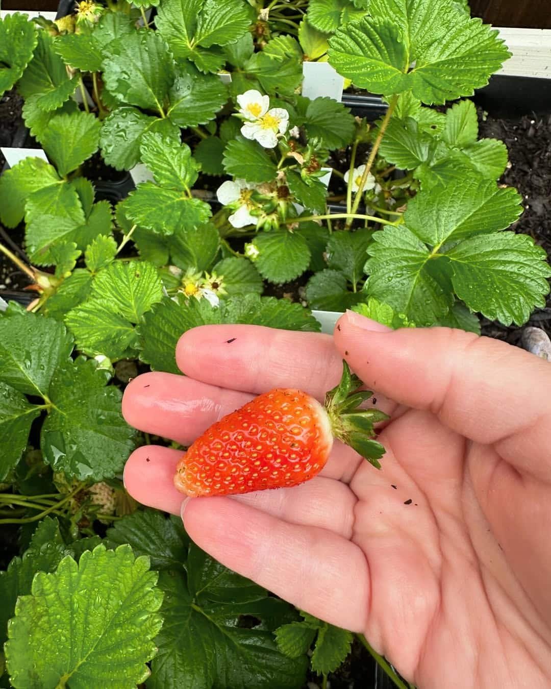 15 Genius Strawberry Hacks You’ll Wish You Knew Sooner - 3. Harvesting Strawberries Like a Pro
