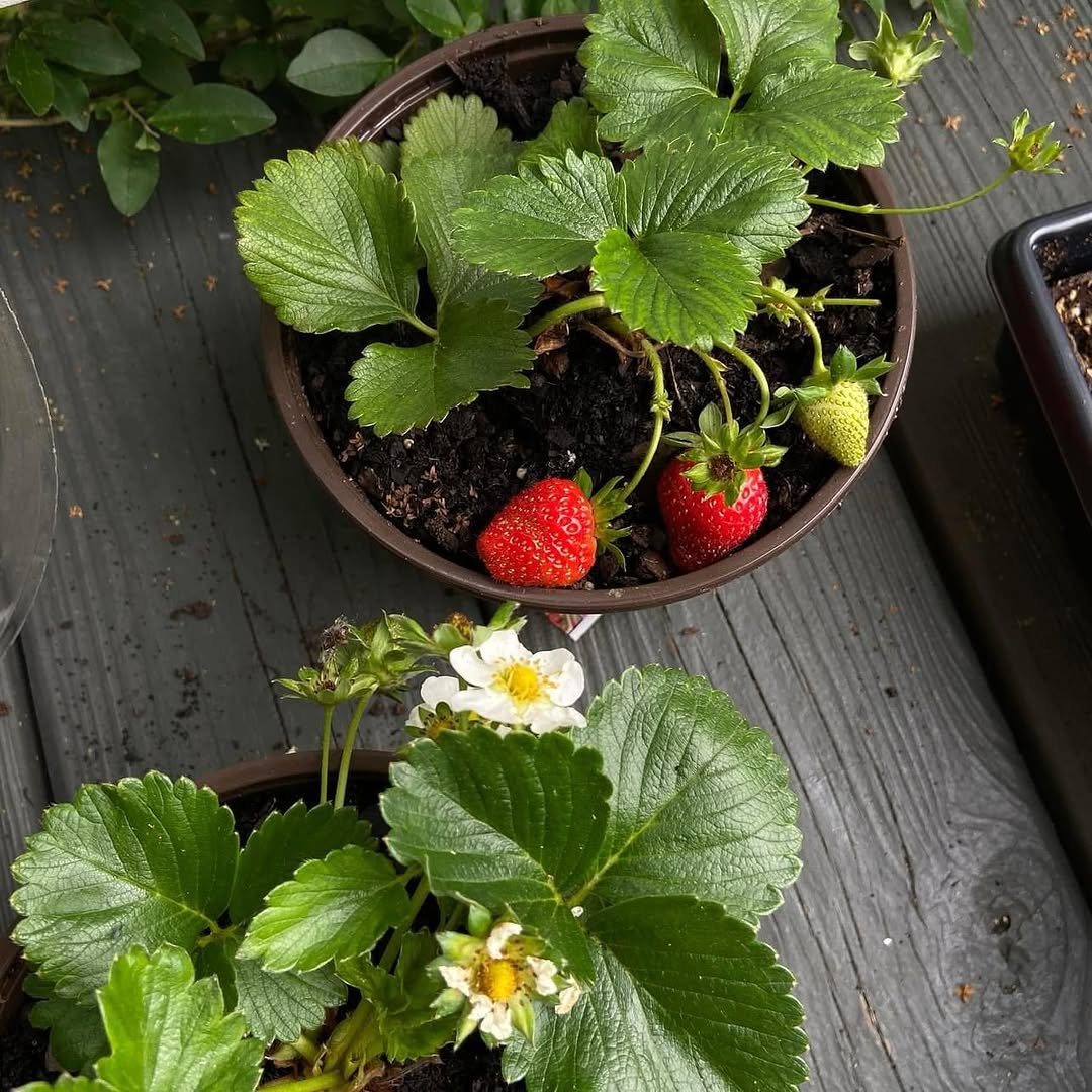 15 Genius Strawberry Hacks You’ll Wish You Knew Sooner - 6. Grow Strawberries in Unusual Places