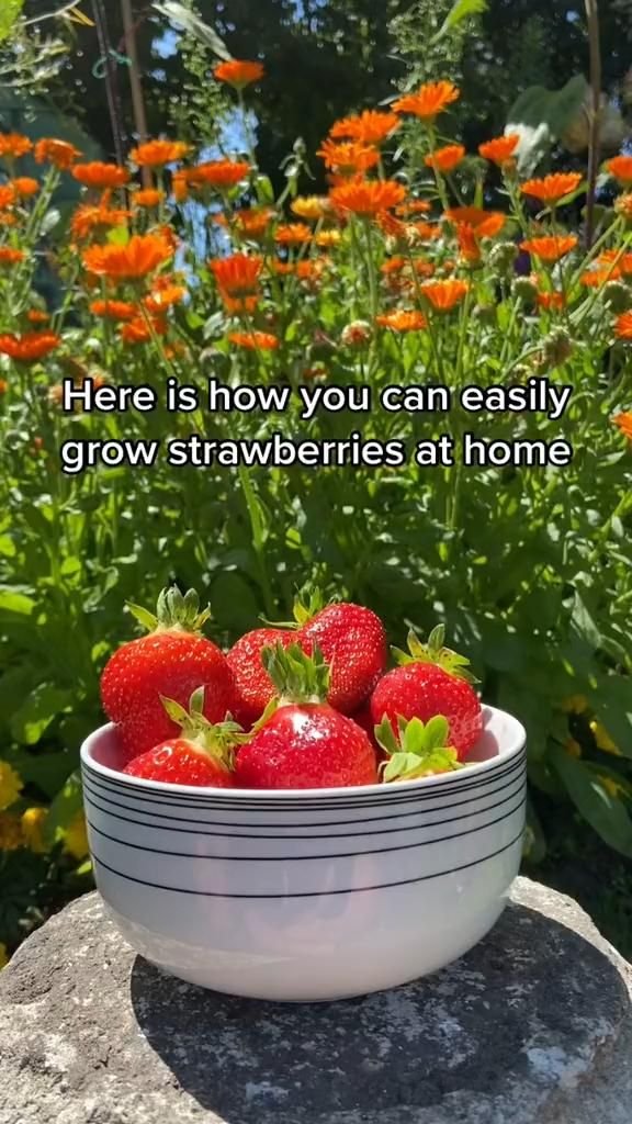 15 Genius Strawberry Hacks You’ll Wish You Knew Sooner - 8. Beginner-Friendly Strawberry Growing