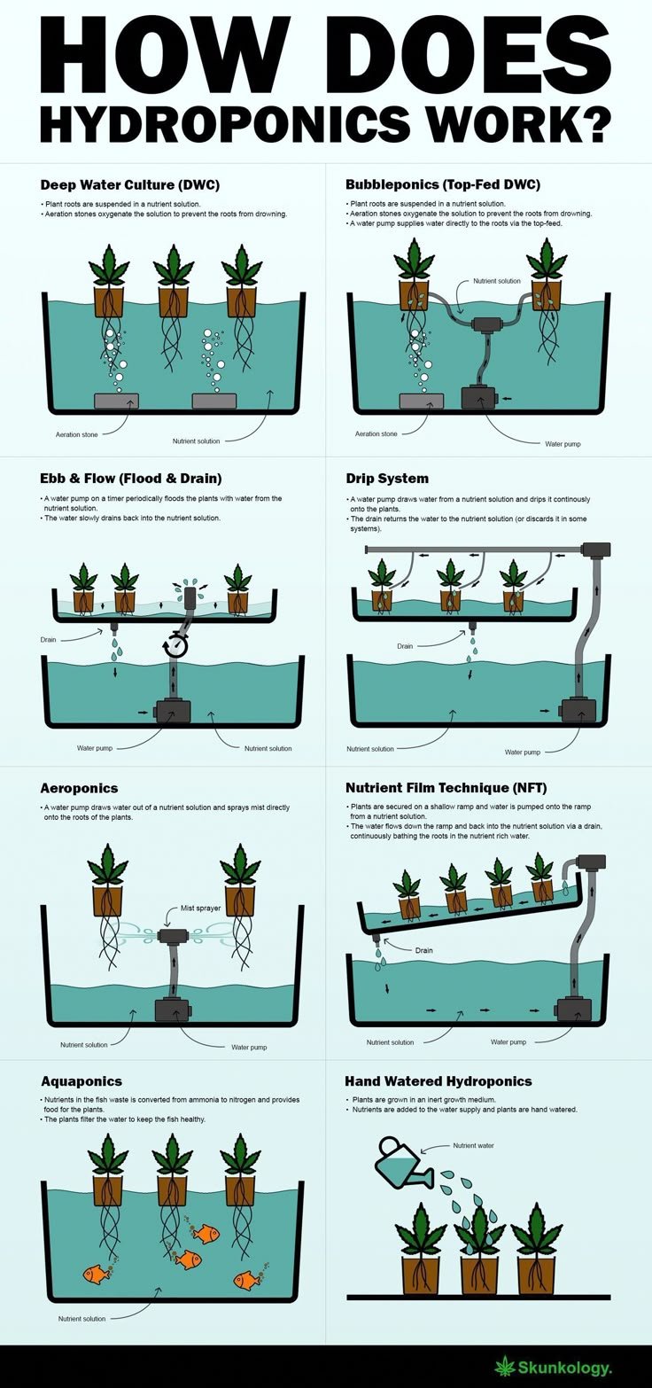 How to Start Hydroponic Gardening: Easy Tips for Newbies - 2. Select the Best Plants for Hydroponics
