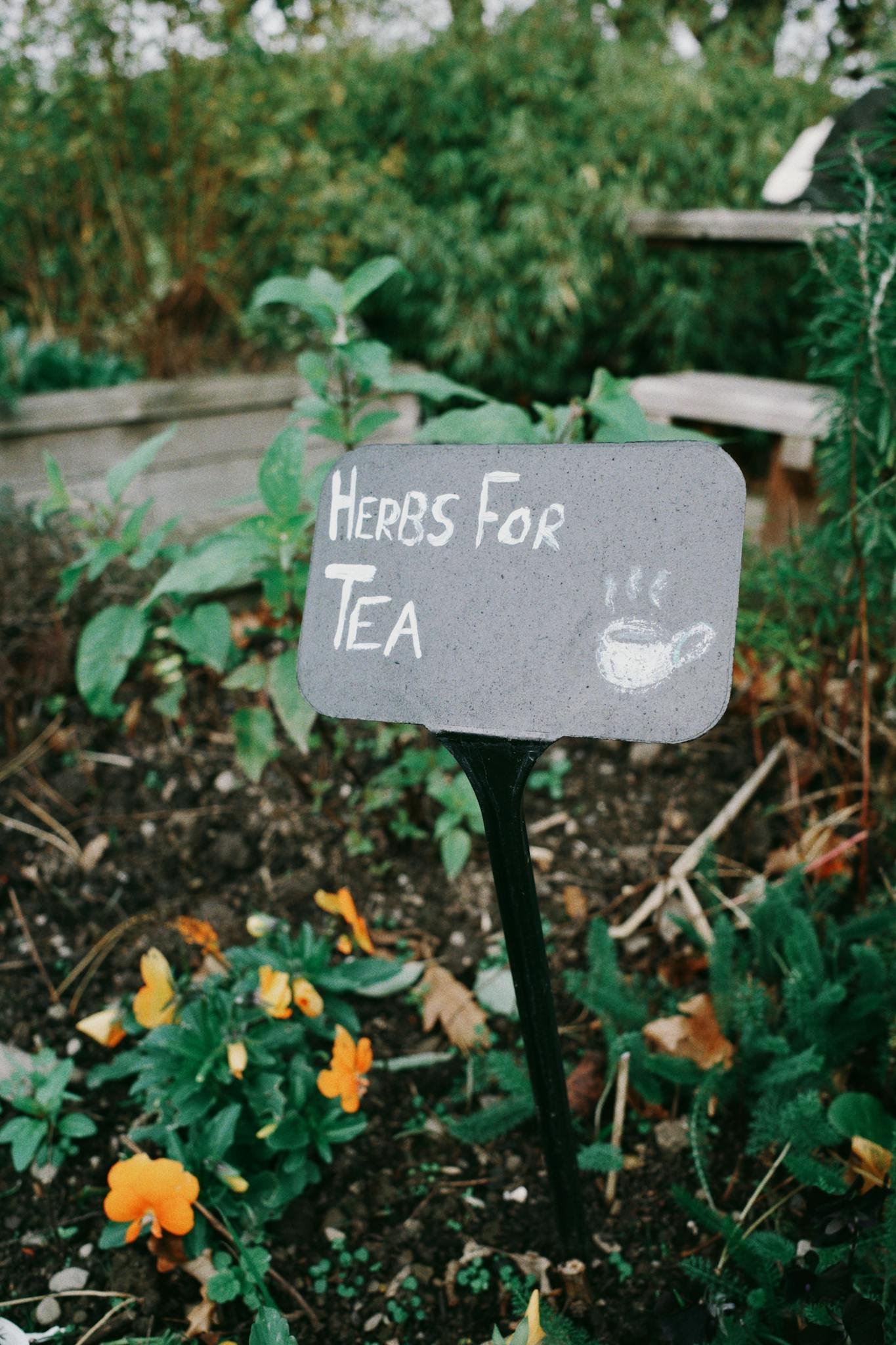 A vibrant garden with a sign indicating herbs for tea preparation.
