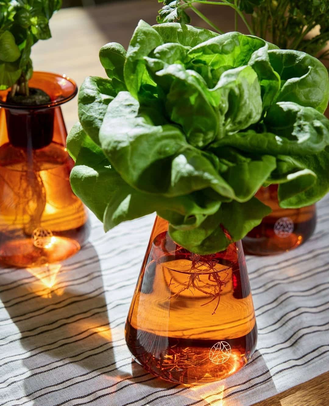 How to Start Hydroponic Gardening: Easy Tips for Newbies - 10. Enjoy the Fruits of Your Labor