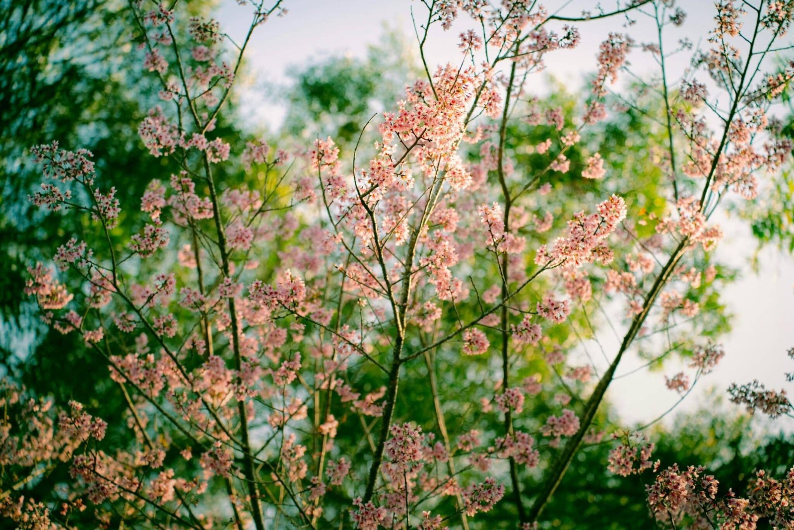 Beautiful cherry blossoms in full bloom under sunlight, capturing the essence of spring.