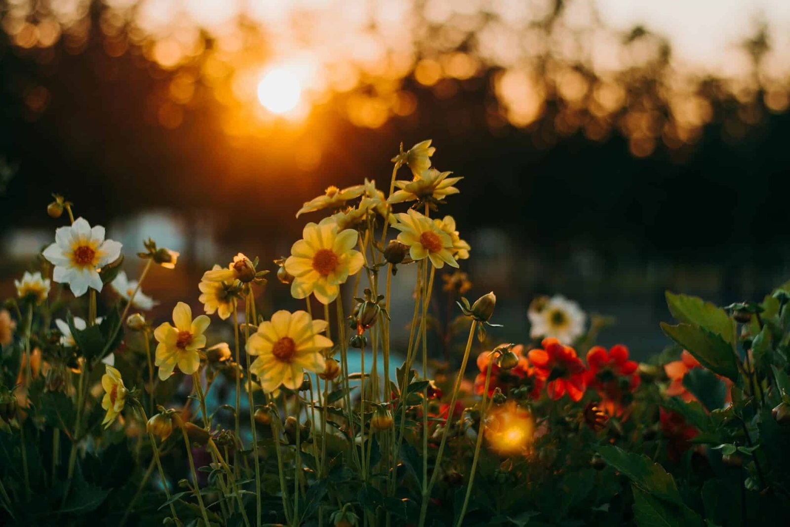 Beautiful flowers in bloom with a stunning sunset backdrop, showcasing vibrant colors and serene nature.