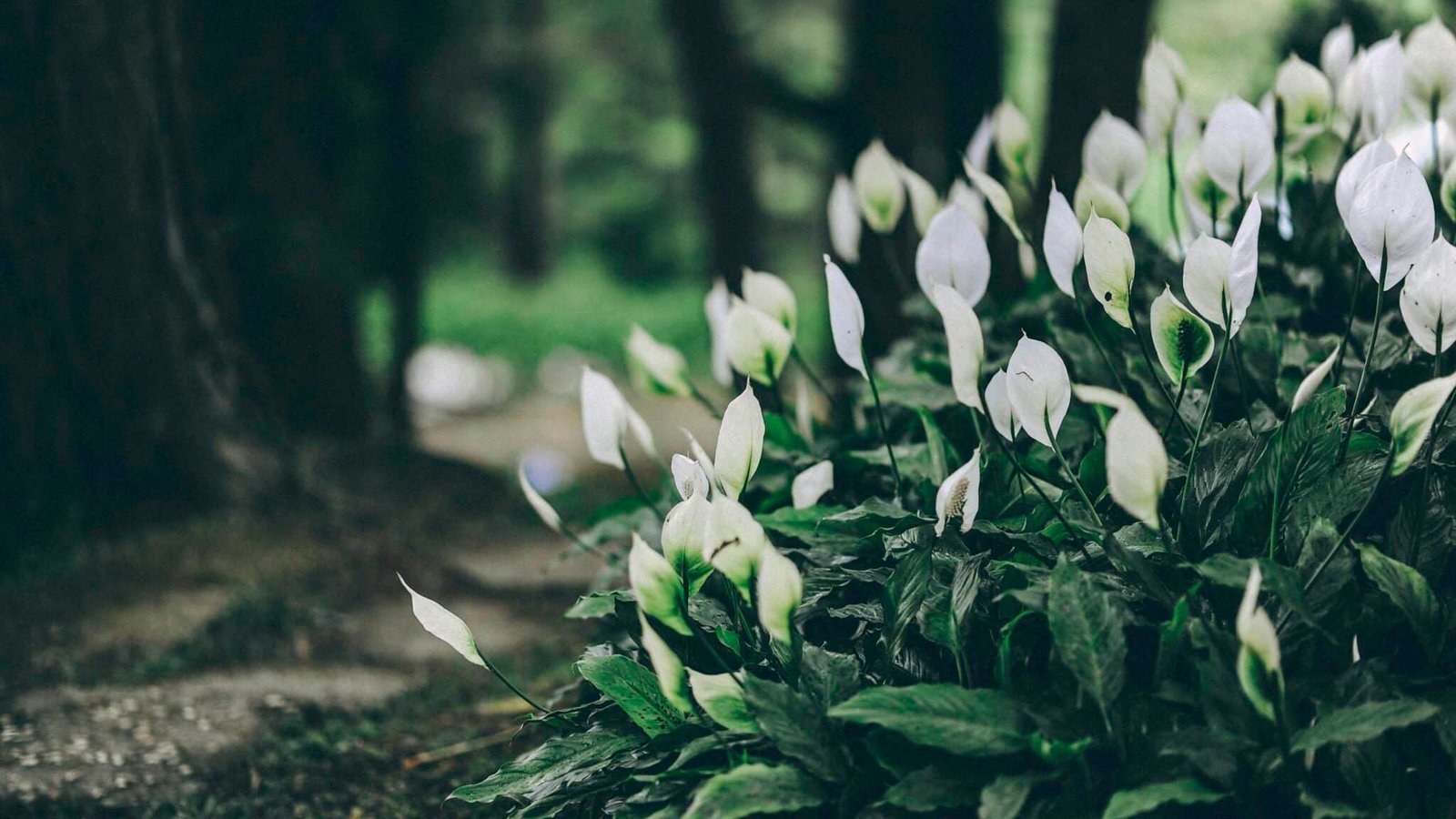 Beautiful white peace lilies blooming in a lush, green garden setting.