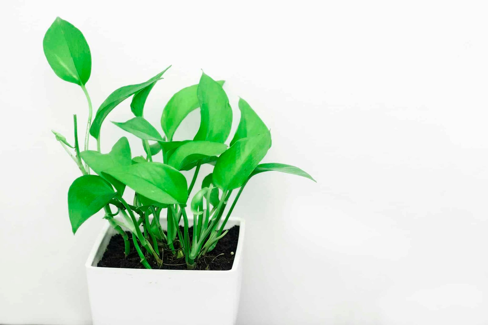 Bright green pothos plant in a white pot against a minimalist white background.