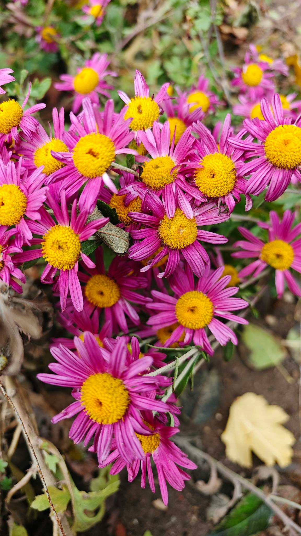 Bright pink chrysanthemum flowers with yellow centers blooming in a garden setting.