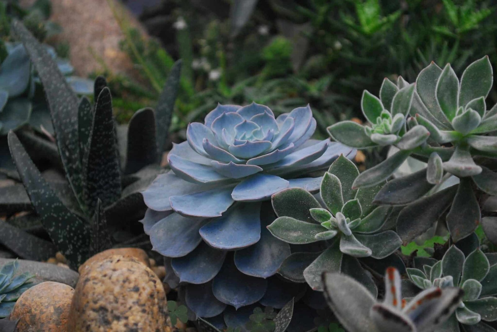 Close-up of a beautifully textured succulent garden featuring vibrant echeveria and leafy plants.
