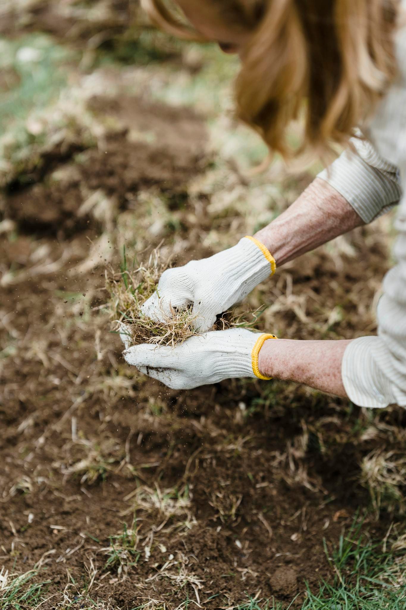 Close-up of gardener wearing gloves, planting grass in a backyard garden setting.