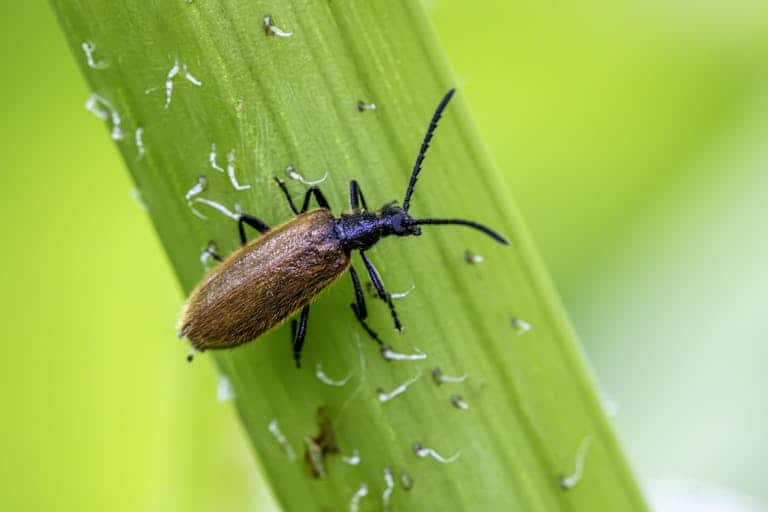 Detailed close-up of a Lagria Hirta beetle on a green leaf, highlighting its texture.