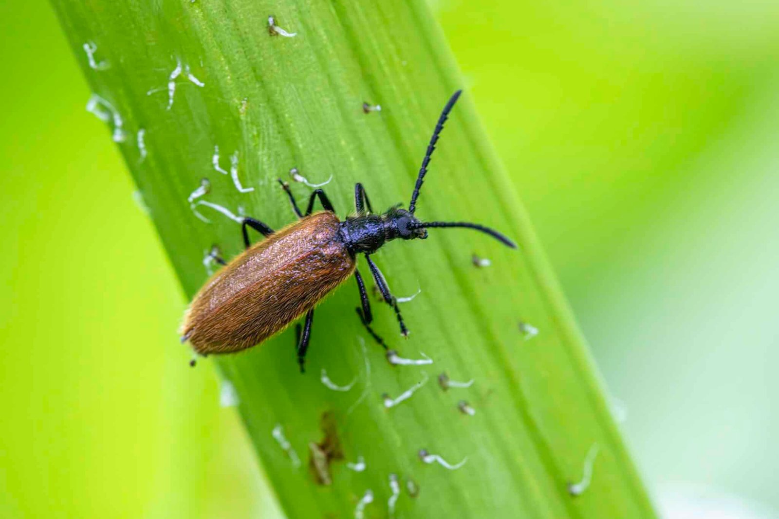 Detailed close-up of a Lagria Hirta beetle on a green leaf, highlighting its texture.