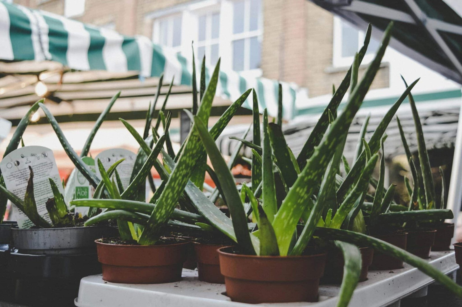 Fresh aloe vera plants in pots displayed at an outdoor market with green striped tents.