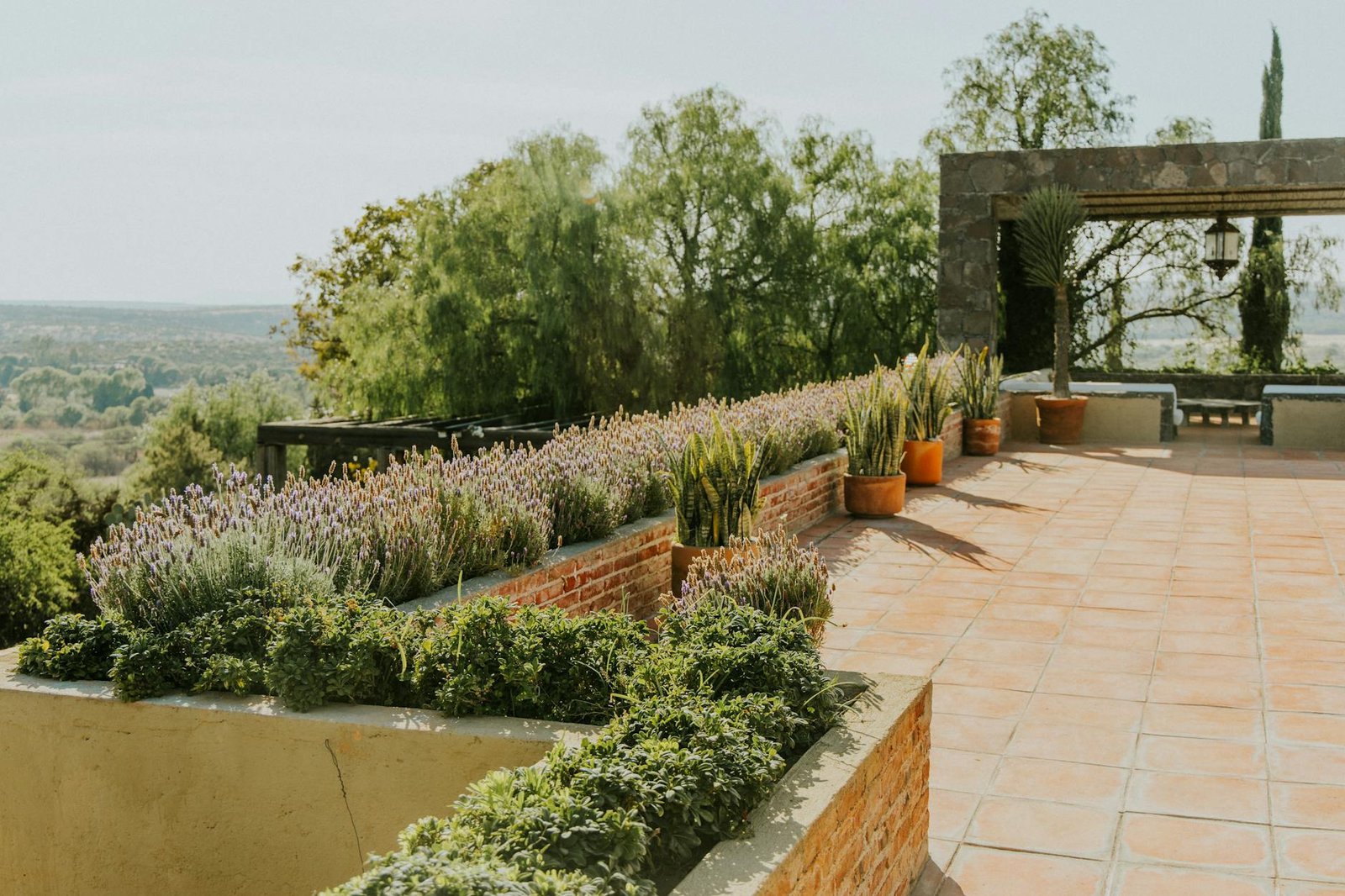 peaceful terrace garden with lavenders and succulents