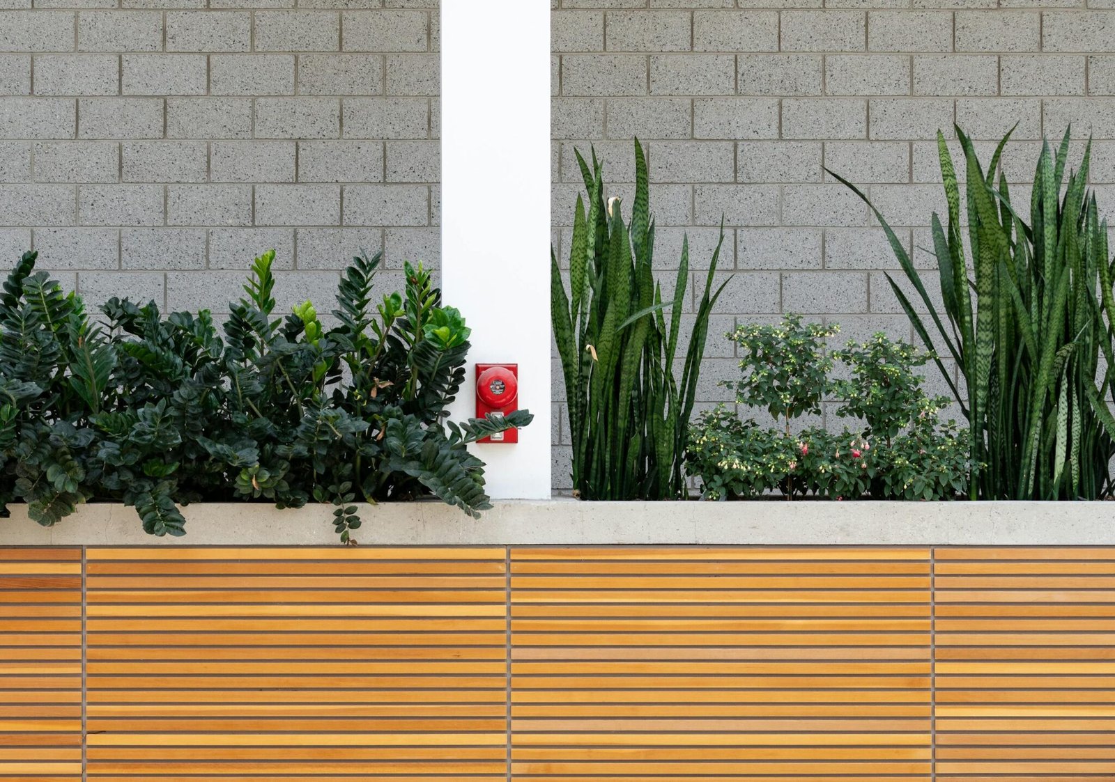 Stylish indoor garden with green snake plants and wooden paneling.