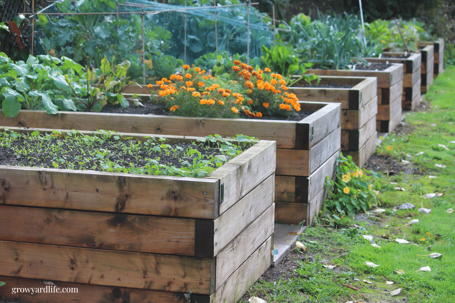 10 Must-Have Features in Your DIY Raised Vegetable Garden Bed