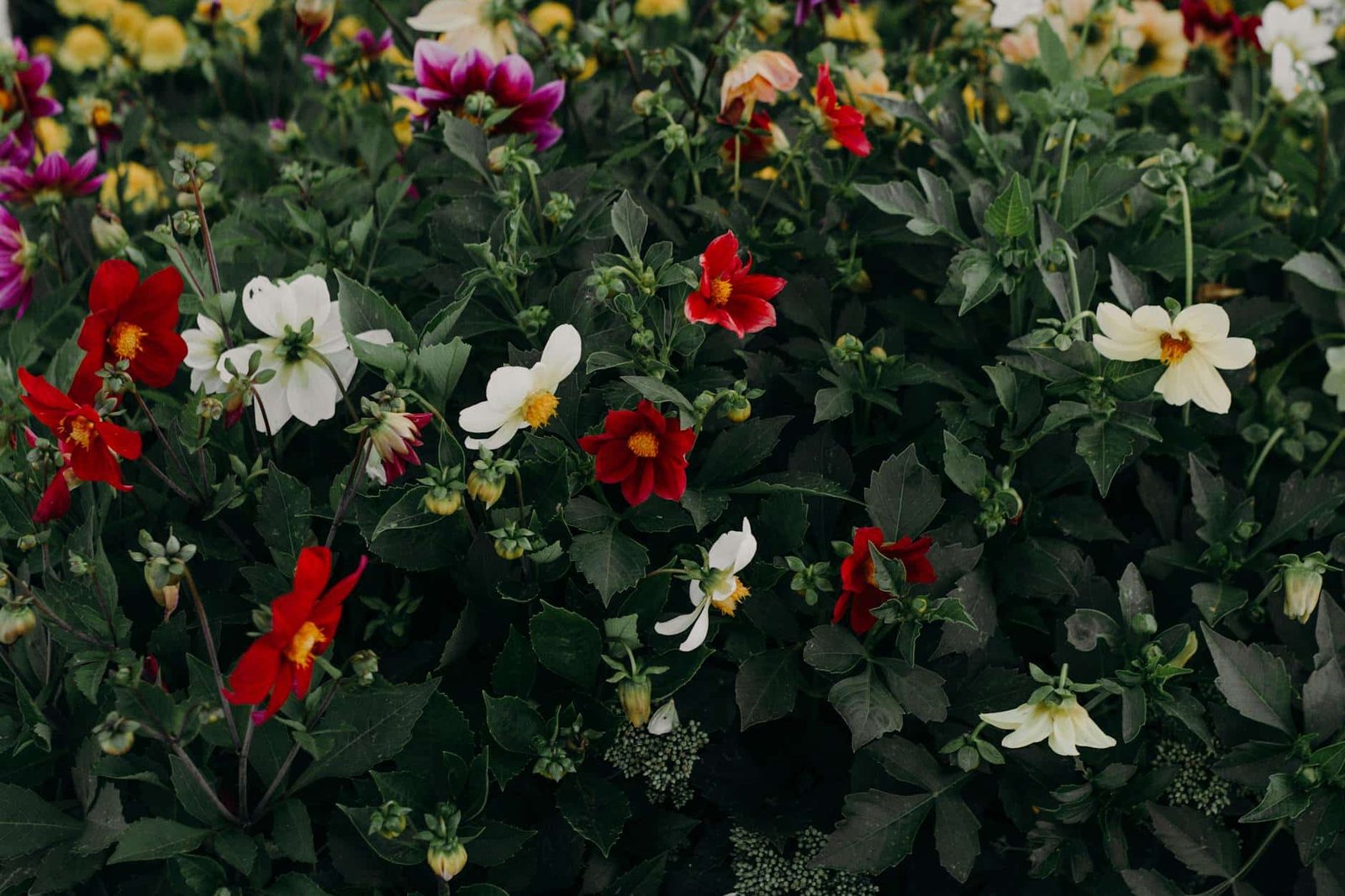 red white and purple flowers