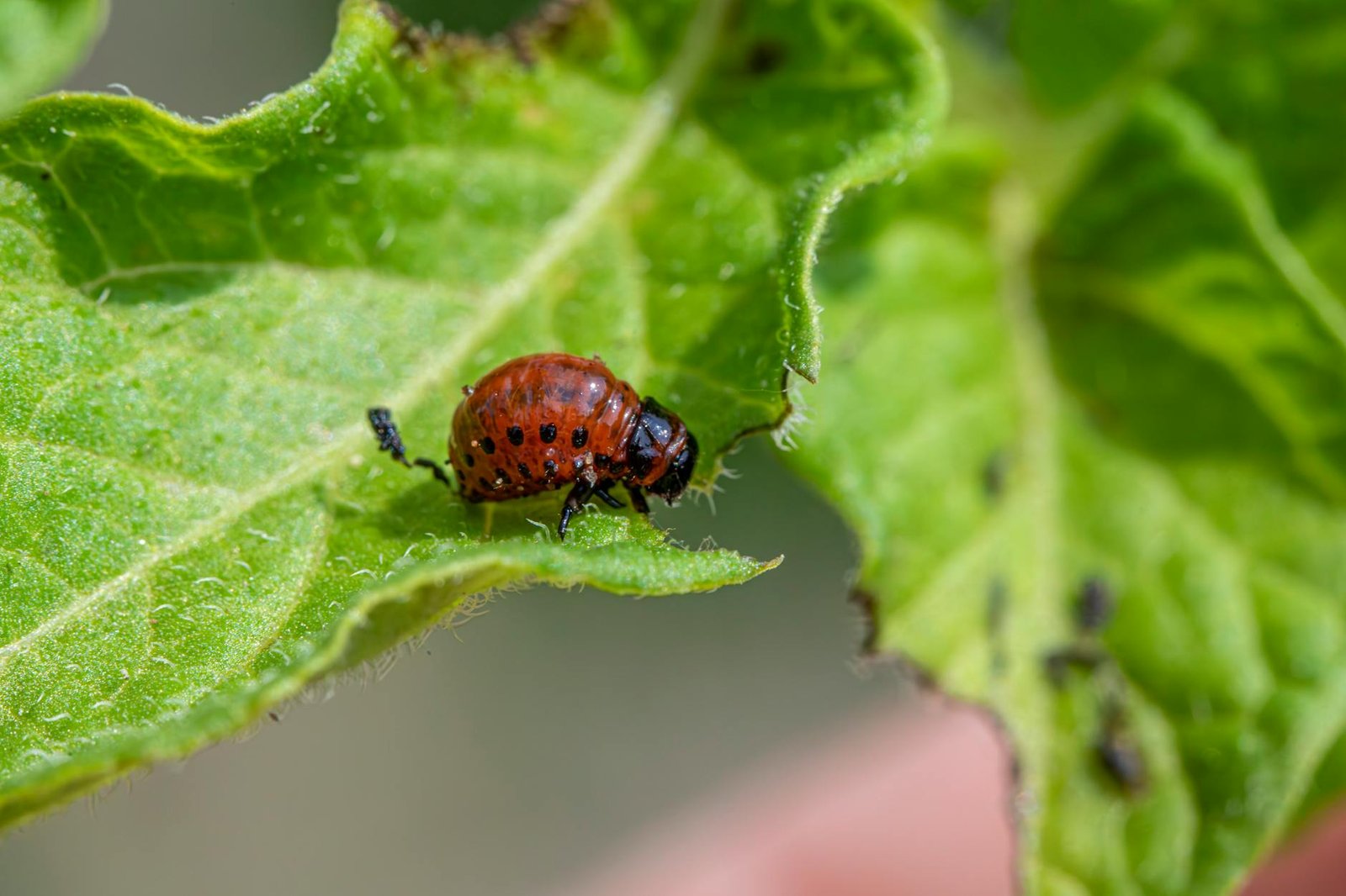 close up of a beetle sitting on a leaf