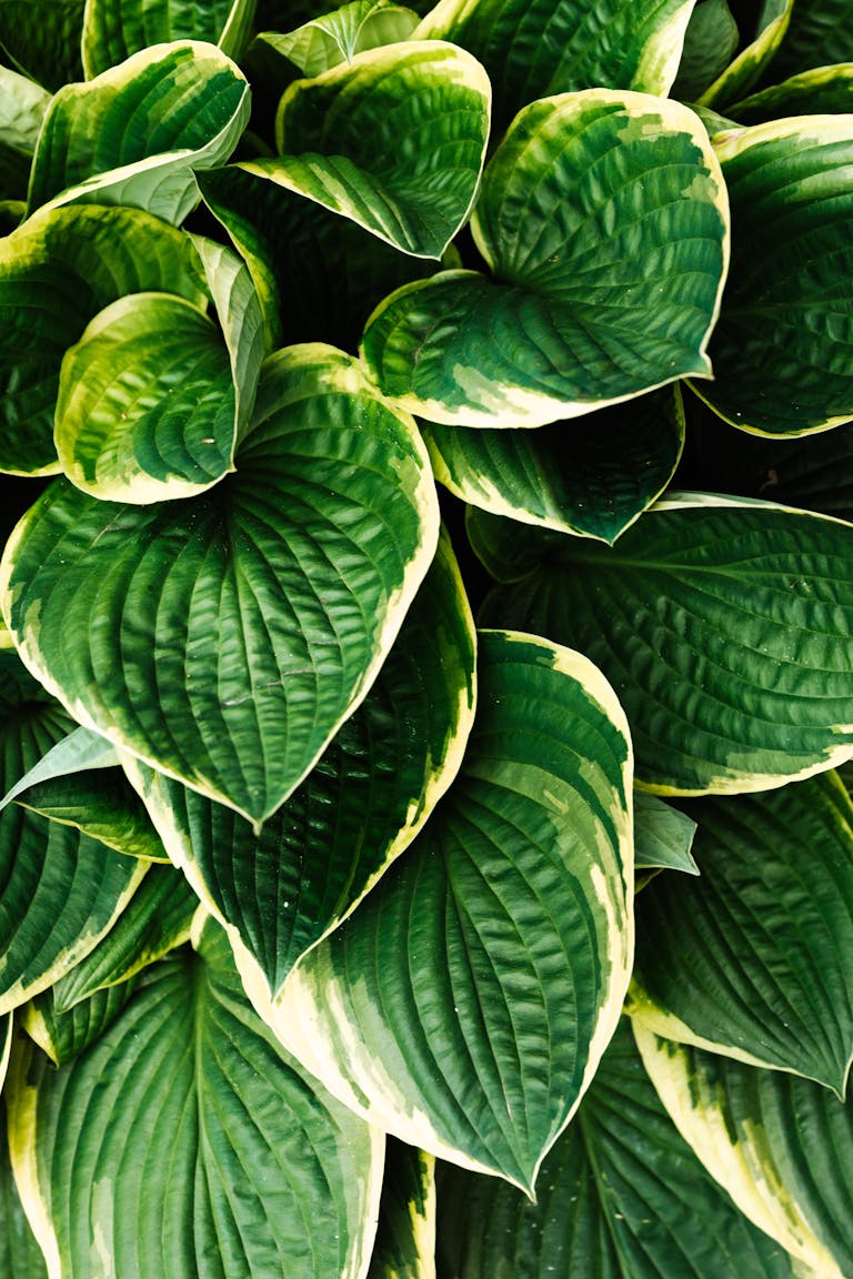 Close-up of lush hosta leaves with striking variegated edges, showcasing botanical beauty.