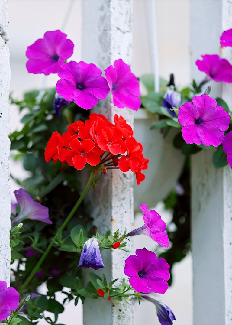 Colorful petunias and geraniums blooming vibrantly on a white garden fence.