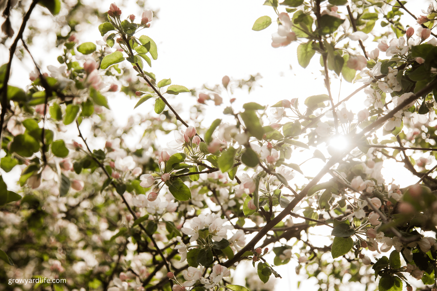 The Healing Powers of Apple Blossoms
