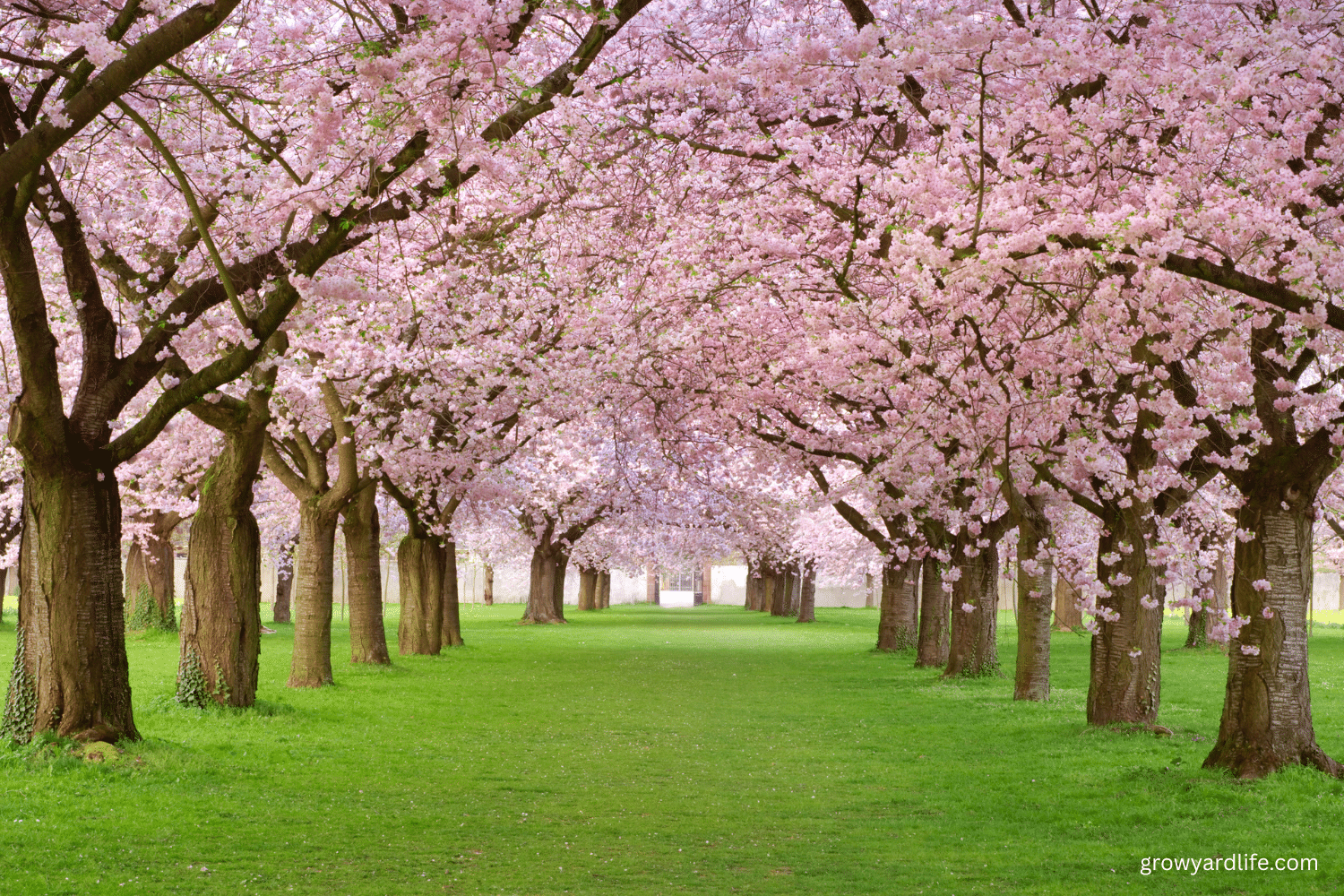 21 Breathtaking Cherry Blossom Festivals