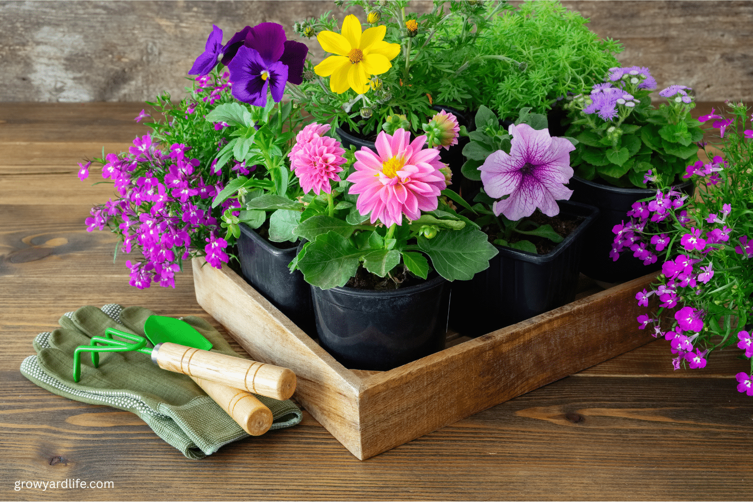 20 Long Blooming Flowers for a Backyard Oasis