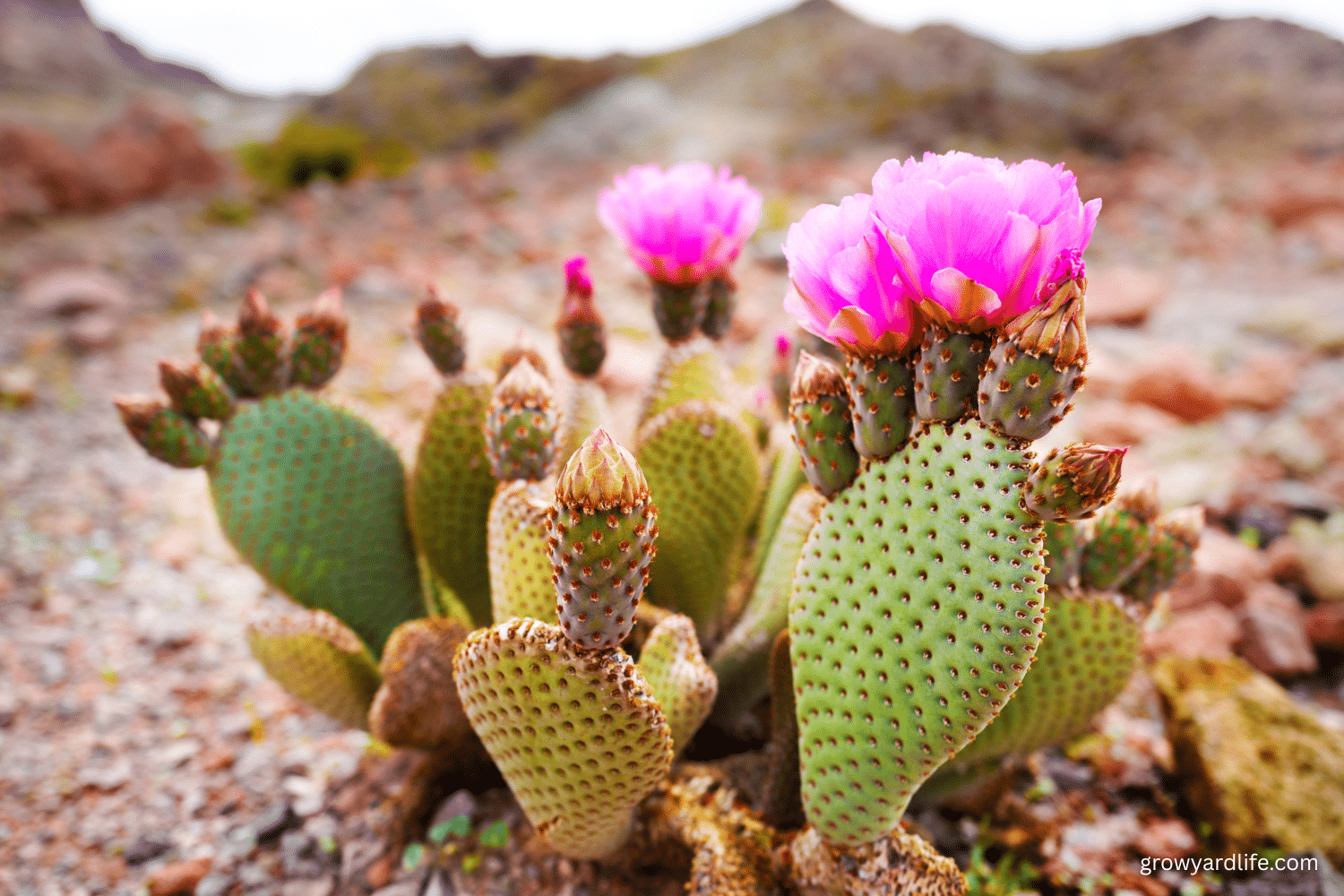 Top Tips for Collecting Prickly Pear Cactus